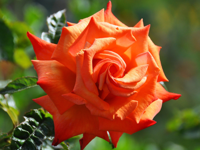 Красивый крупный цветок оранжевой розы