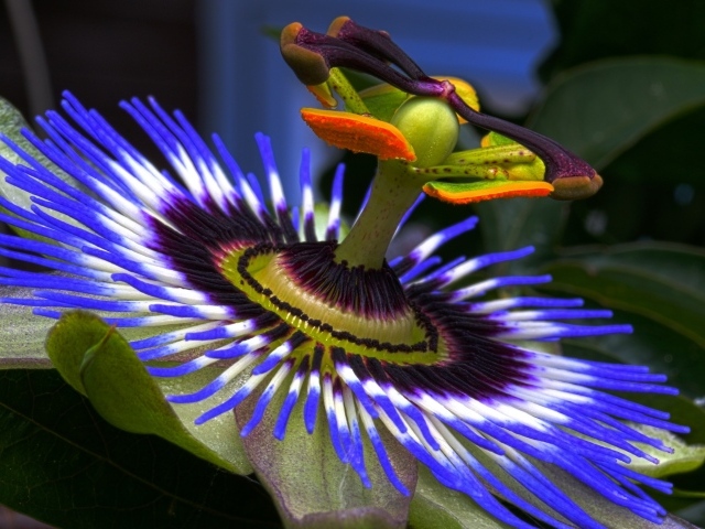 Красивый сиреневый цветок Пассифлора крупным планом