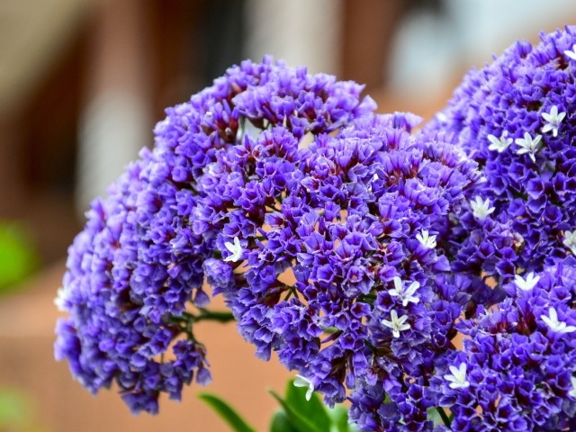 Красивые сиреневые цветы крупным планом