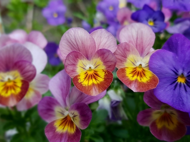 Красивые разноцветные цветы анютины глазки