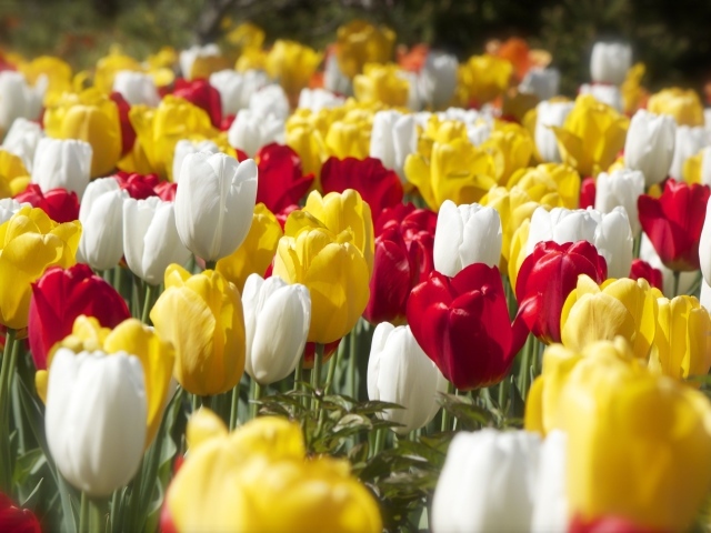 Красивые разноцветные тюльпаны под солнцем
