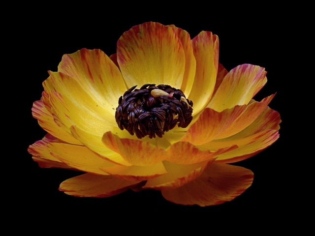 Красивый оранжевый лютик на черном фоне