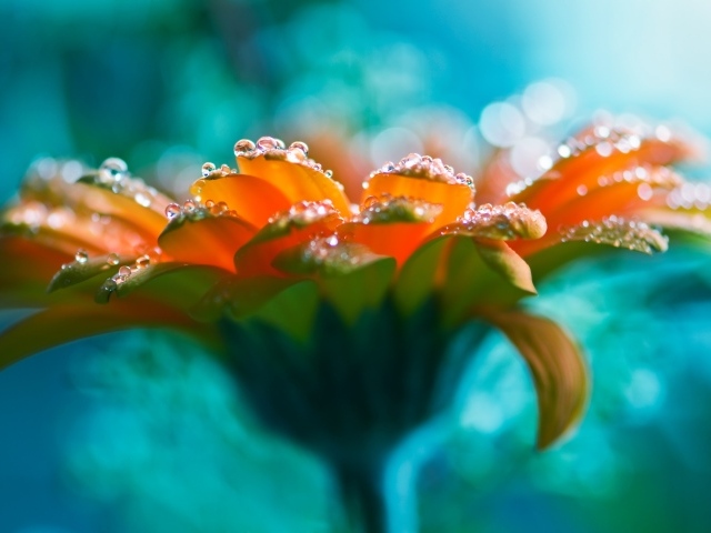 Красивый оранжевый цветок герберы с росой на лепестках