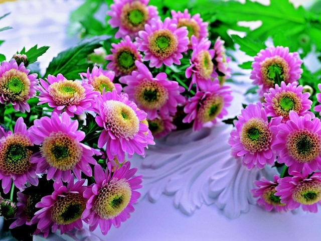 Красивые розовые хризантемы