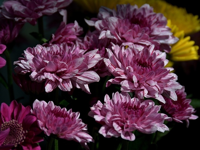 Красивые розовые цветы хризантемы