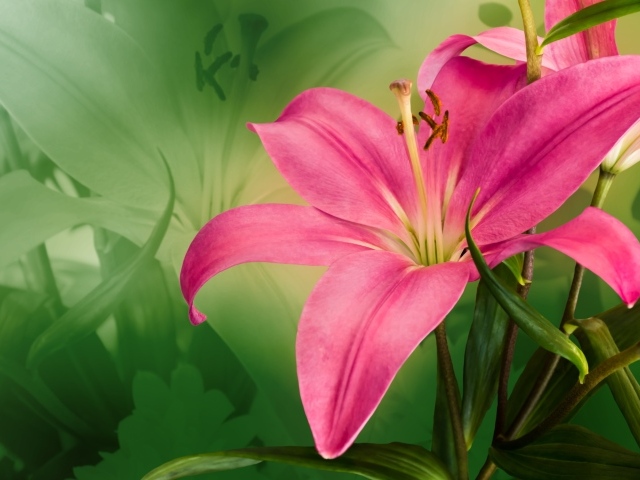 Красивая розовая лилия крупным планом