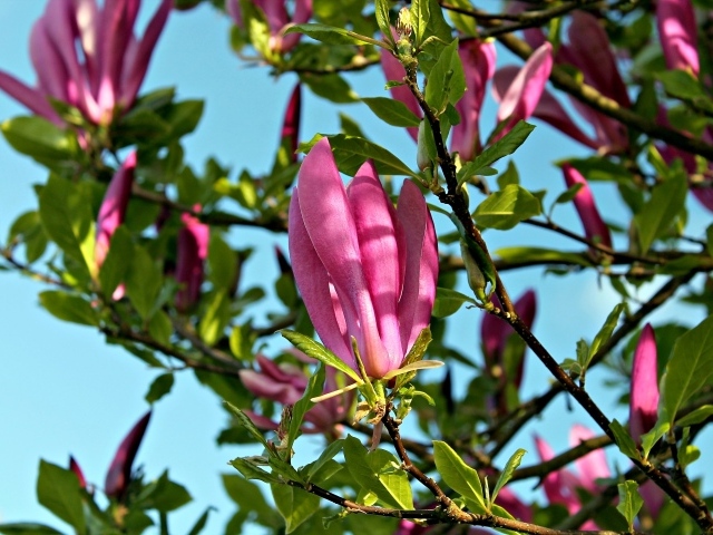 Красивые розовые цветы магнолии