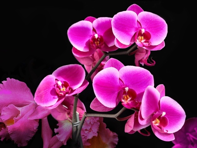 Красивые розовые цветы орхидеи на черном фоне