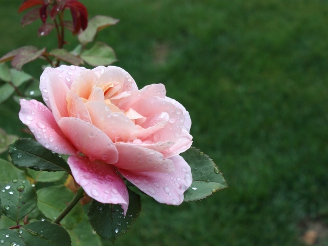 Красивая розовая роза в каплях росы на клумбе