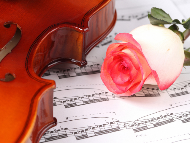 Красивая розовая роза на нотах со скрипкой