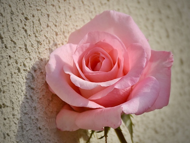 Красивая розовая роза стоит у стены 