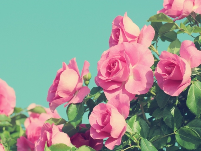 Красивые розовые розы на голубом фоне