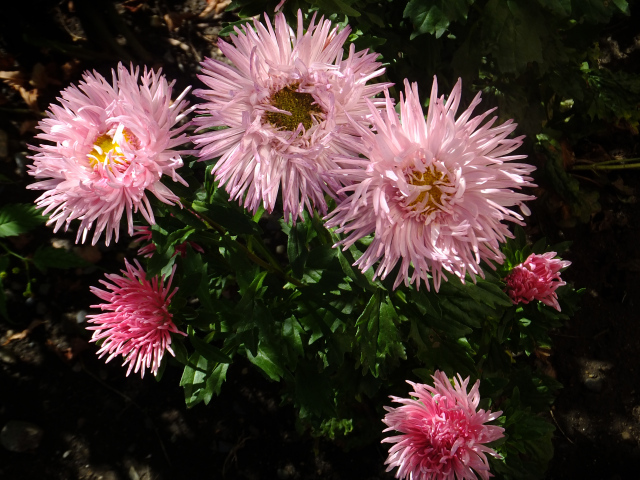 Красивые розовые розы на клумбе крупным планом