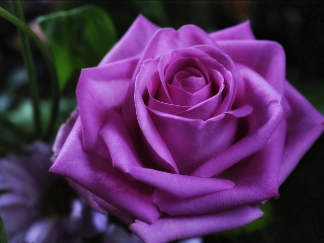 Красивая фиолетовая роза крупным планом