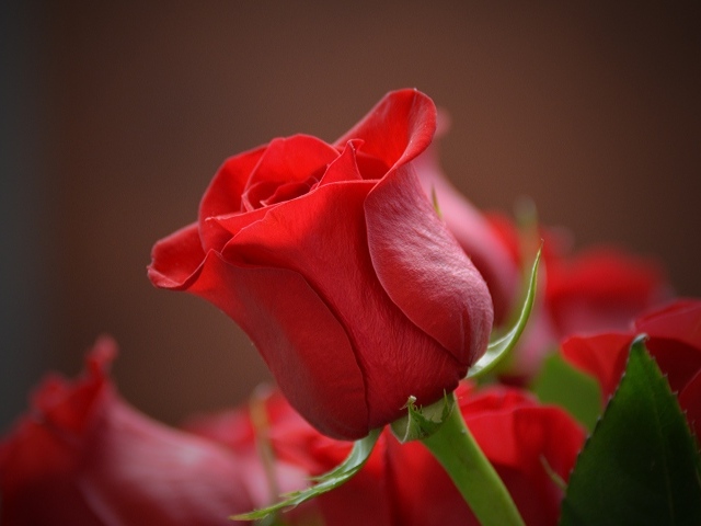 Красивая красная английская роза крупным планом