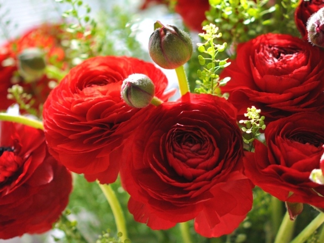 Красивые красные лютики крупным планом 