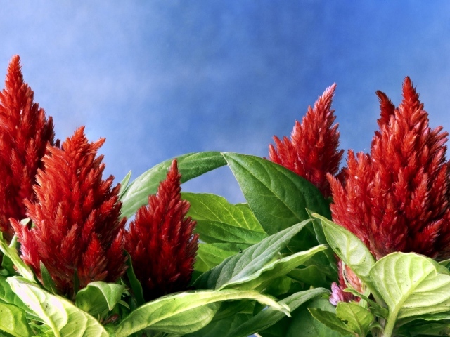 Красивые красные цветы амаранты на голубом фоне