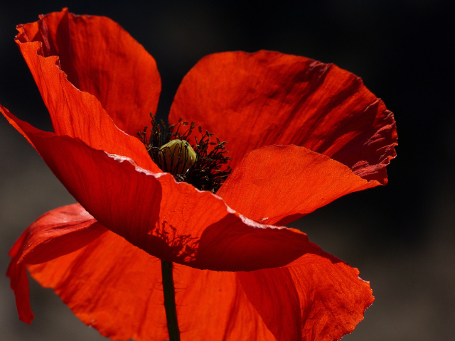 Красивый красный мак в лучах солнца крупным планом