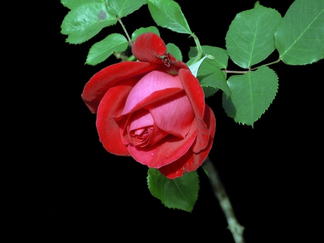 Красивая красная роза с зелеными листьями на черном фоне