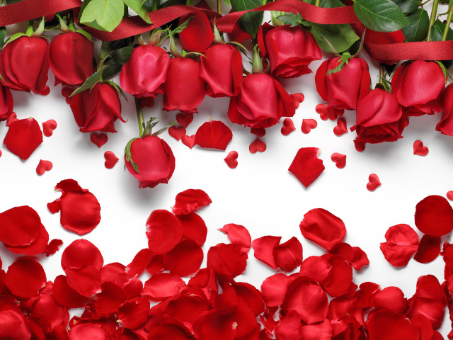 Красивые красные розы с красными лепестками на белом фоне