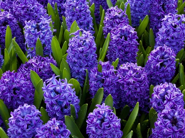 Красивые весенние голубые цветы гиацинты