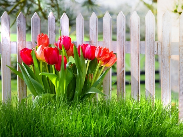 Красивые тюльпаны в зеленой траве под забором