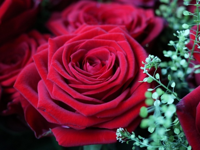 Красивые бархатные красные розы крупным планом