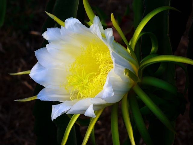 Красивый белый цветок кактуса