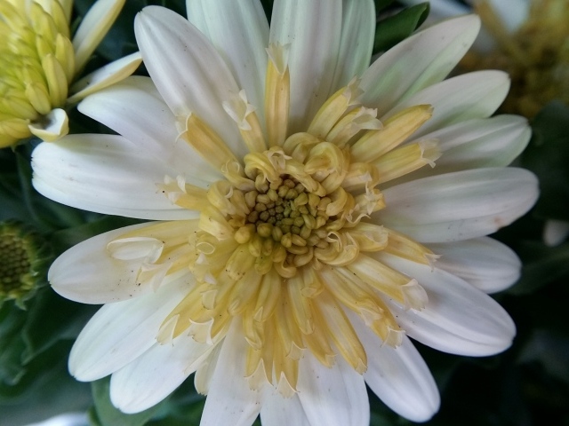Красивый белый цветок хризантемы крупным планом
