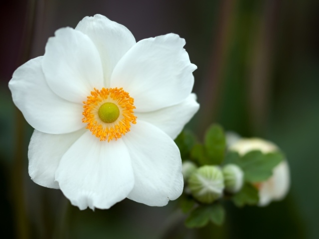 Красивый белый нежный цветок анемоны крупным планом