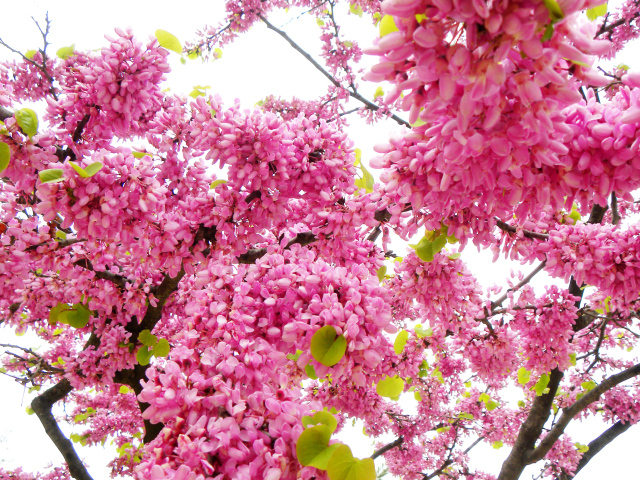 Красивые с розовыми цветами ветки дерева весной