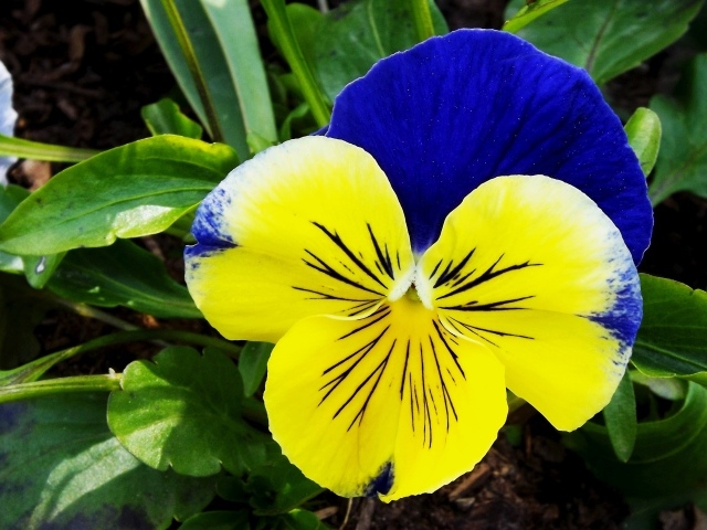 Красивый желто - голубой цветок анютины глазки крупным планом