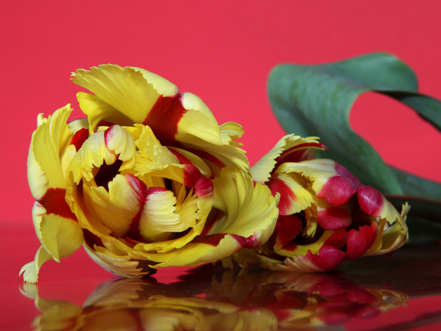 Красивый желто - красный тюльпан на розовом фоне