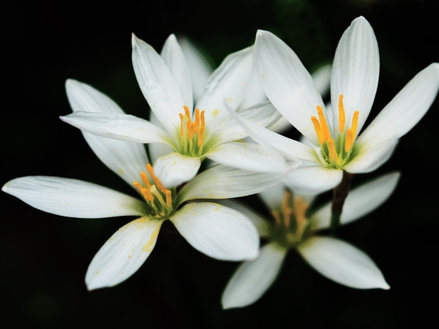 Распустившиеся белые цветы с желтой серединкой на черном фоне