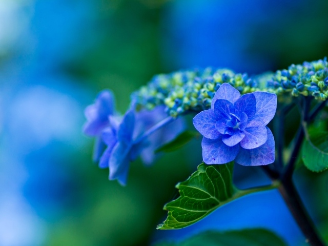 Распустившийся синий цветок гортензии