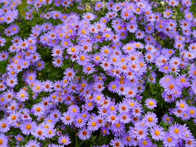 Голубые осенние цветы сентябринка