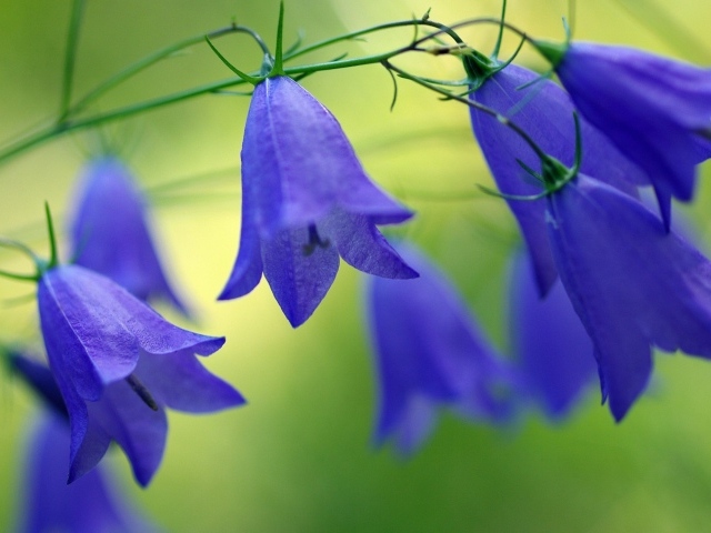 Синие красивые цветы колокольчики