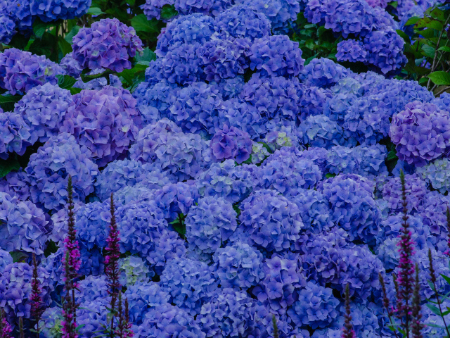 Синие цветы гортензии в оранжерее 