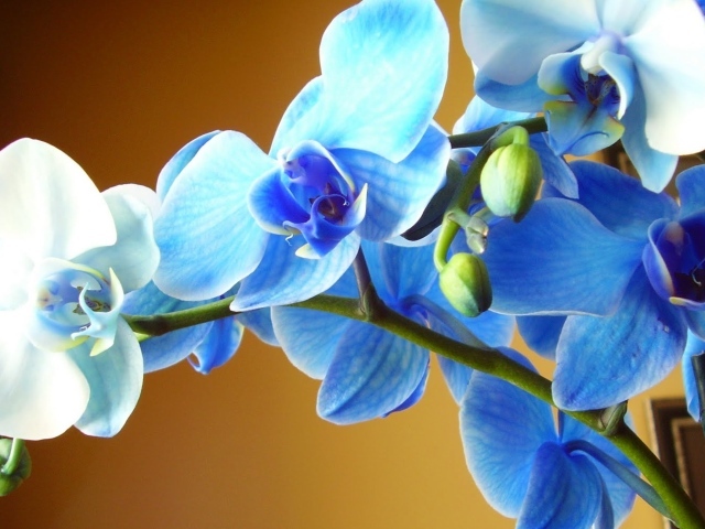 Голубая орхидея крупным планом