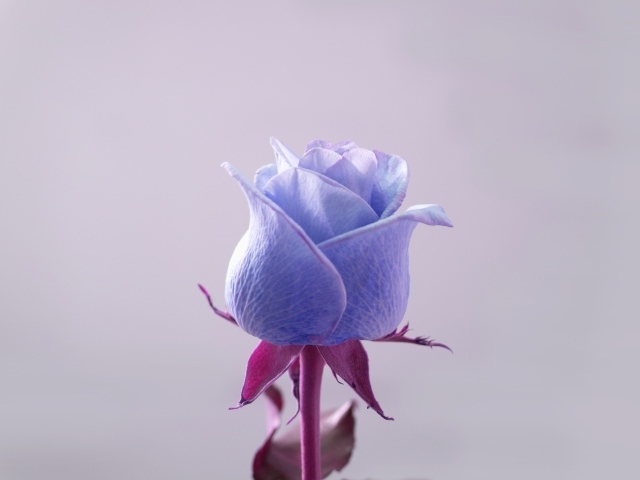 Голубая роза на сером фоне крупным планом