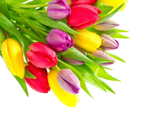 Букет красивых разноцветных тюльпанов на белом фоне
