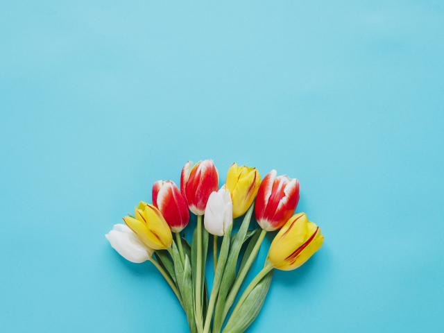 Букет разноцветных тюльпанов на голубом фоне