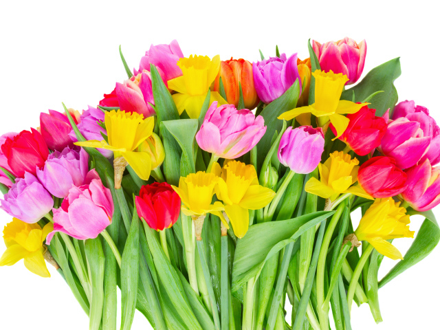 Букет розовых тюльпанов и желтых нарциссов на белом фоне