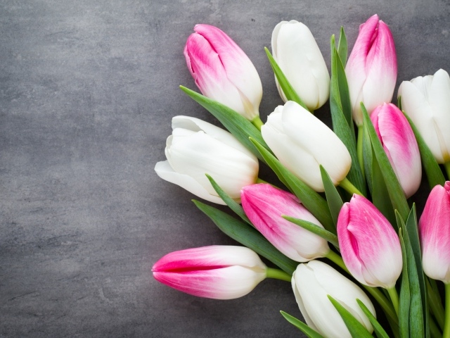 Букет белых и розовых тюльпанов на сером фоне