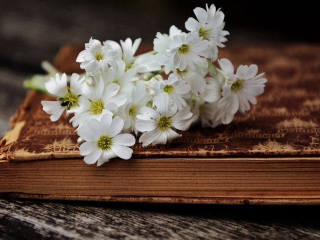 Букет белых нежных цветов на старой книге 