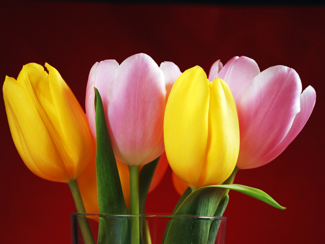 Букет желтых и розовых тюльпанов на красном фоне