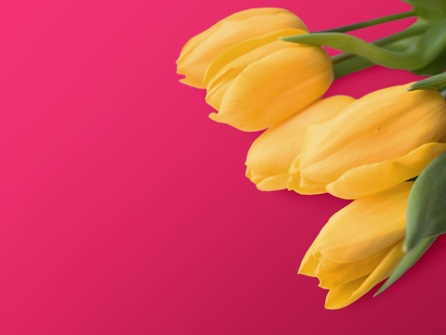 Букет желтых тюльпанов на розовом фоне