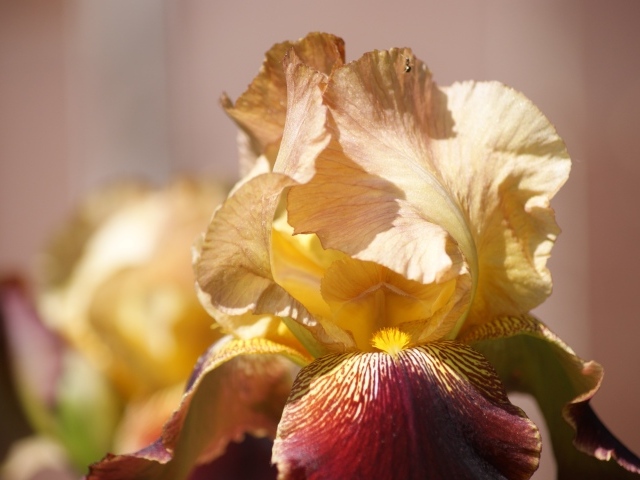 Нежный цветок ириса крупным планом