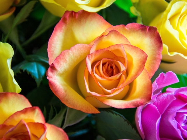 Нежные разноцветные розы крупным планом