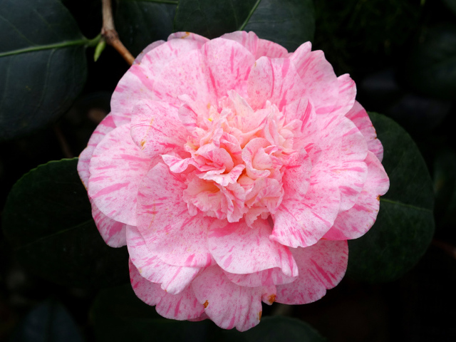 Нежный розовый красивый цветок камелии